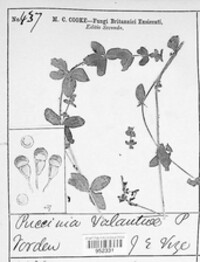 Puccinia valantiae image